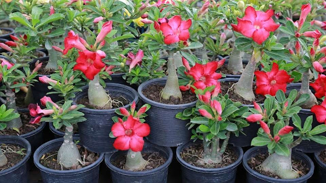 7 Jenis Bunga Adenium Dan Tips Merawatnya di Pot