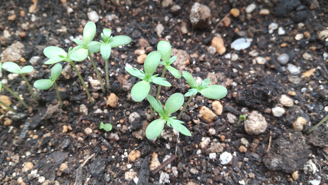 Garland chrysanthemum planter cultivation | Record 1