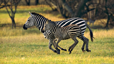 Popular Science for Kids - Zebra Facts for Kids
