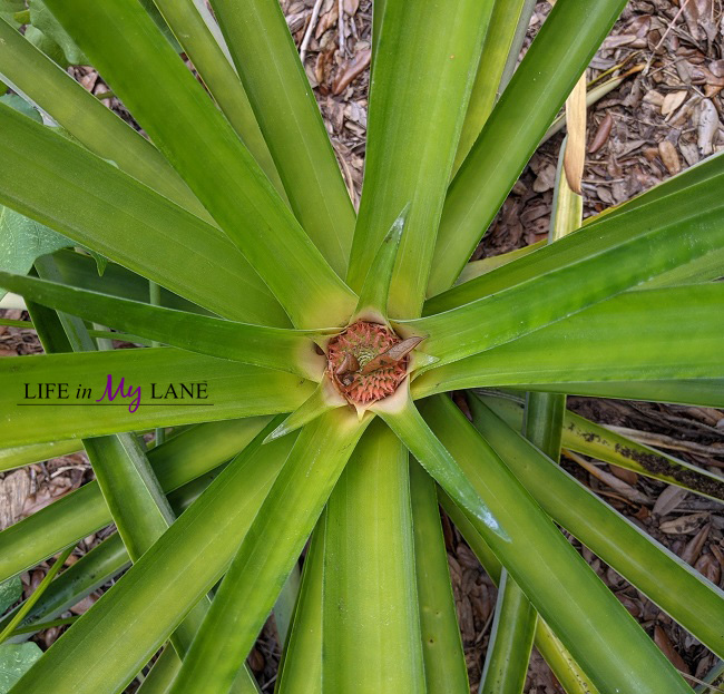 Pineapple bud