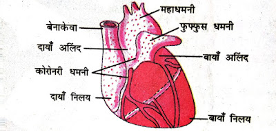 Bihar Board Class 10th Most Important Questions Answer  Class X Biology VVI Question  बिहार बोर्ड कक्षा 10वीं बहुत महत्वपूर्ण प्रश्नों के उत्तर  क्लास 10 जीवविज्ञान प्रश्न