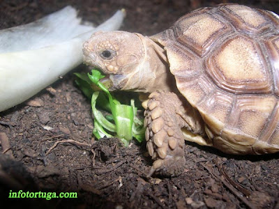 Pequeña sulcata alimentándose