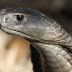 Snakes Attack Doctors, Nurses, Patients In Anambra Hospital