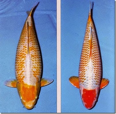 kanoko-koi