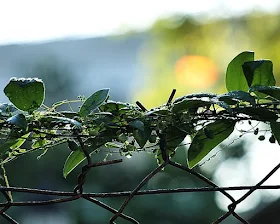 Sony DSLR-A350, Minolta AF 100-300mm 1:4.5-5.6 APO
