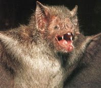 vampire bat, or is it the in-laws? hahaha