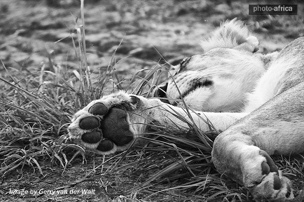 Image 5 - Sleeping Lioness in Black & White