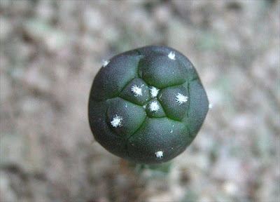 Grafted Lophophora alberto-vojtechii, top view