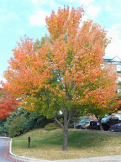 Beautiful Fall Foliage in Central Pennsylvania