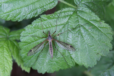 - - Tipula vernalis