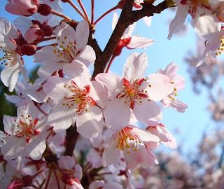 Foto Bunga Sakura Pink Di Jepang