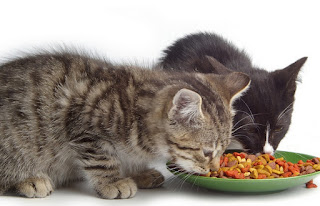 makanan-kucing-yang-baik-bagi-kesehatan