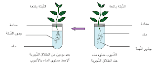 امتصاص الماء وعملية التبخر عند النبتة - التجربة الأولى