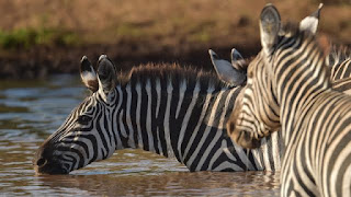 Inilah Fungsi Garis Hitam Putih Zebra