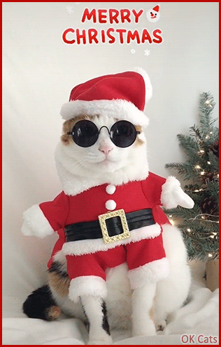 Santa Cat GIF • Funny Santa paws wearing sunglasses on a very sunny Xmas day, haha! [ok-cats.com]