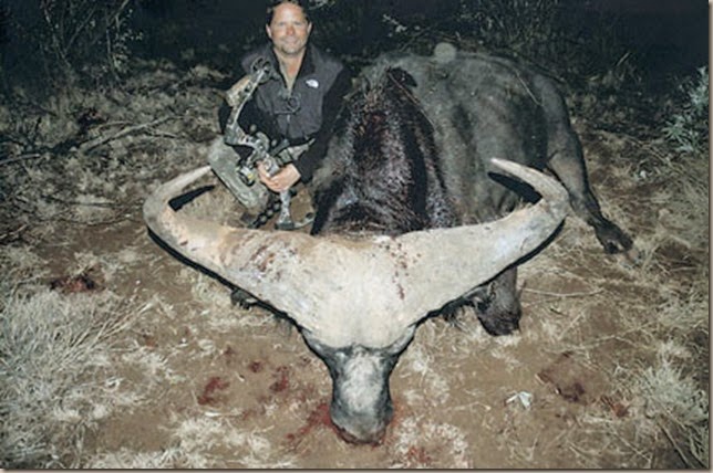 capebuffalo8