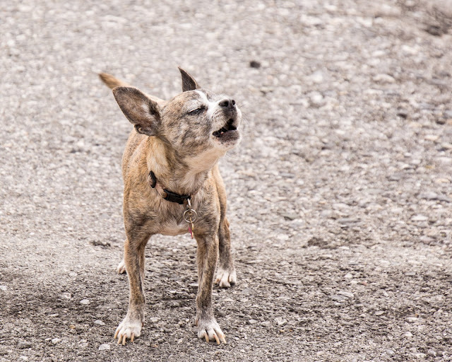 The Best Humane Techniques to Stop Dog Barking