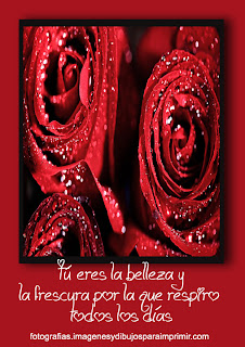 belleza y frescura Fotos de rosas rojas para facebook