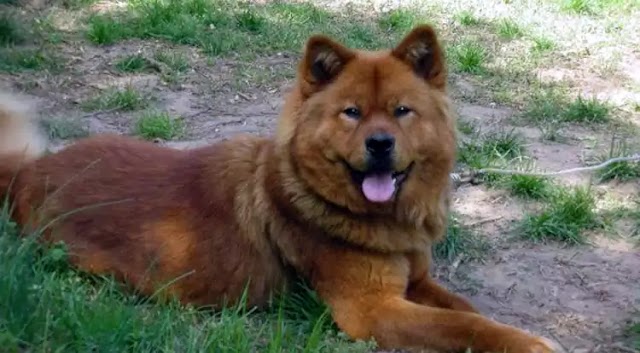 Akita Chow Dog Breed Info: Price, Characteristics, Aggressiveness & Facts
