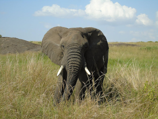 Male adult elephant Masai Mara Safari