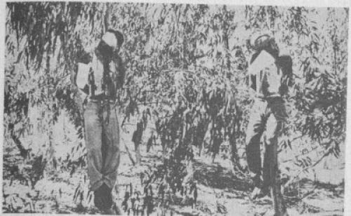 Harrys Place David Toube And The Zionists Cabal