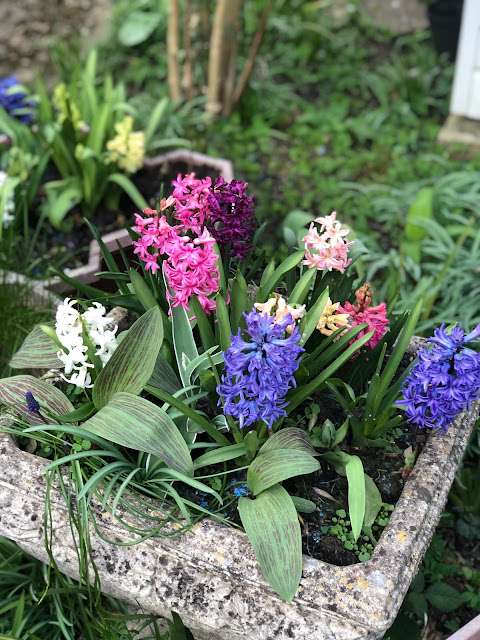 Chez Maximka, spring flowers