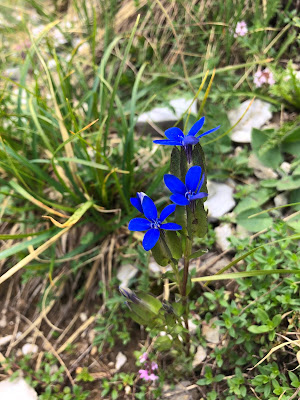 [Gentianaceae] Gentiana utriculosa – Bladder Gentian (Genziana alata)