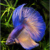 7 Ikan Cupang Tercantik Di Dunia