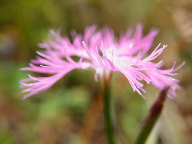 Dianthus superbus