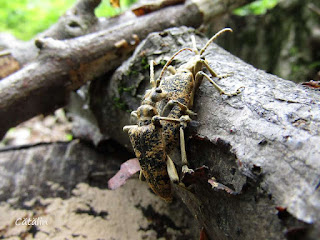 Rhagium (Megarhagium) sycophanta (couple) IMG5618