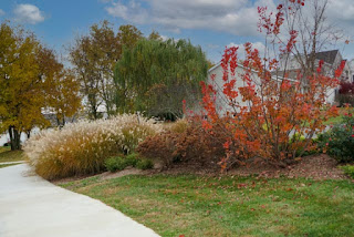 fountain grass and trees