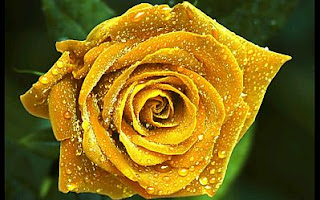 Fotos de Rosas Amarillas, parte 2