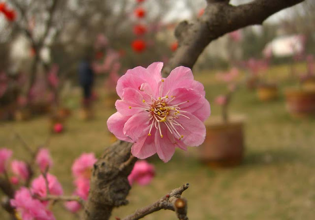 Plum Flowers