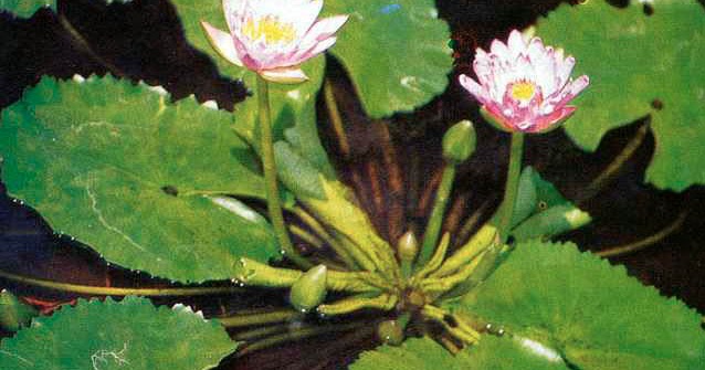 Bunga Teratai (Nymphaea) - Media Belajarku