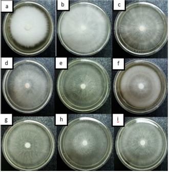 Mycelial growth of G. lucidum on different culture media: a) PDA, b) PSA, c) SPSA, d) TSA, e) RWSA, f) RBSA, g) SBSA, h) BSA and i) CCSA after six (6) days of incubation.