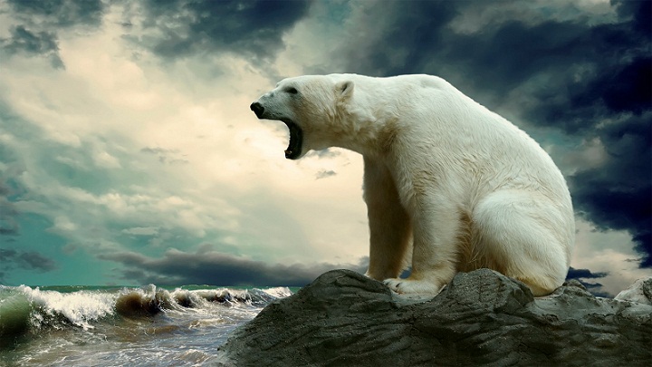 Mengapa Beruang-beruang Kutub Kadang Bertarung?