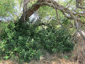 "Larry" Moore Park in Paso Robles: A Photographic Review - Green Poison Oak in June