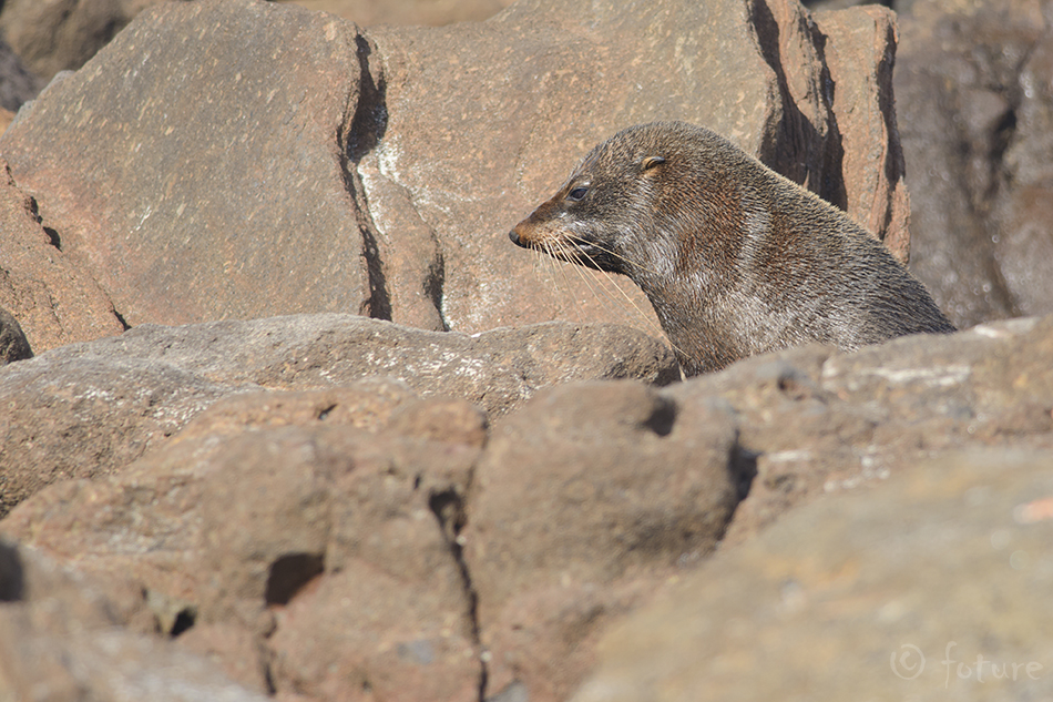 Uusmeremaa Merikaru, Arctocephalus forsteri, Kekeno, New Zealand fur seal, hüljes, Australasian, South Australian, long, nosed, Antipodean