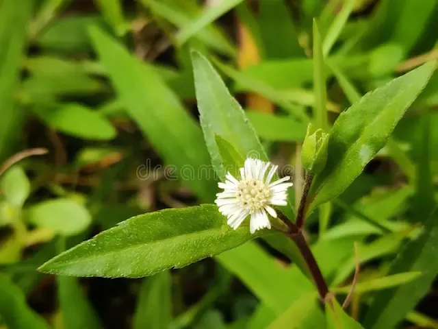 Bhringraj