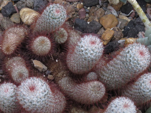 Meijer Gardens silken pincushion cactus