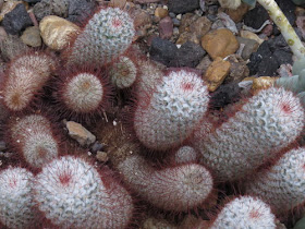 Meijer Gardens silken pincushion cactus