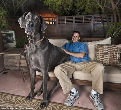 largest dog in world. largest dog in world.