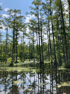 Lago con el reflejo de los árboles