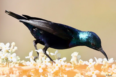 "Male Purple Sunbird (Cinnyris asiaticus) mating plumage. Small songbird with purple and black iridescent feathers, a long curved beak, and a shiny green cap. Is perches on a  a cluster of flowers, drawing nectar and displaying its vibrant colours."