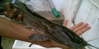 ikan lele masamo