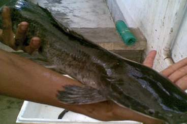 Keunggulan Ikan lele Masamo