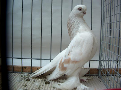 Berlin Short Faced Muffed Tumbler Pigeon