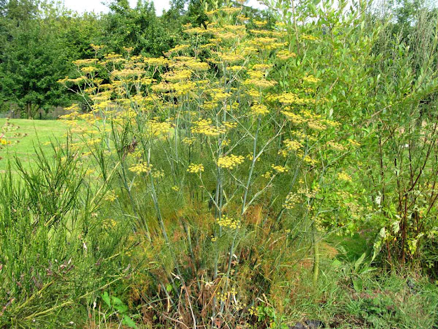 Common fennel plant in flower.