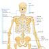 10 Steps to Understanding the Skeletal System: Your Body's Bony Scaffold