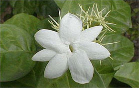 jasmine